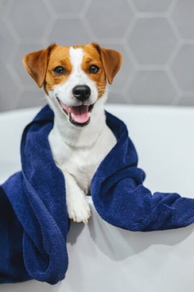 cute puppy in a towel